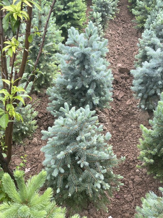 Abdusamat ota archalari Ель голубая archa goluboy serebristiy 0.5m-6m