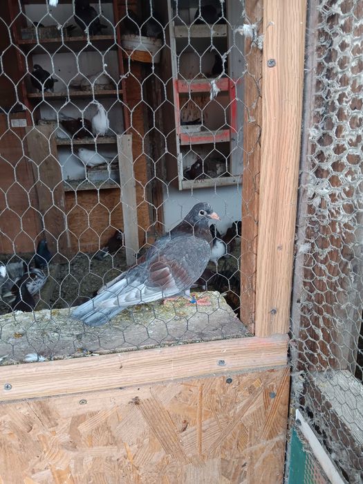 Vand porumbei ciungi de ploiesti.