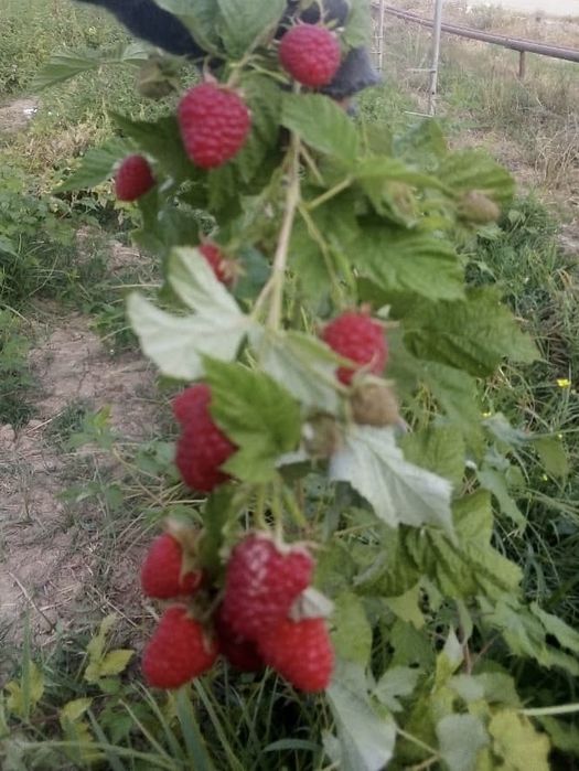 Саженцы красной и черной смородины
