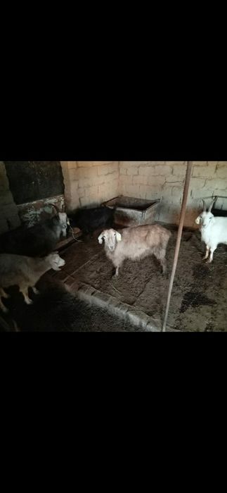 Семіз ешкілер сатылады