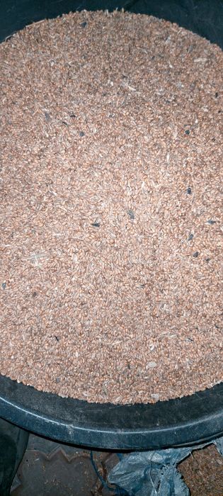 Зерноотхрды пшеницы