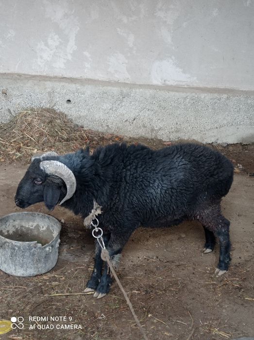 Сотилади Барра тенгига уйнатиб оласиз