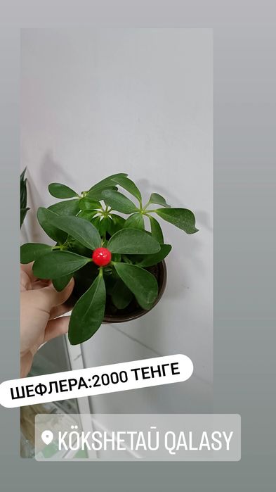 Шефлера:2000 тенге