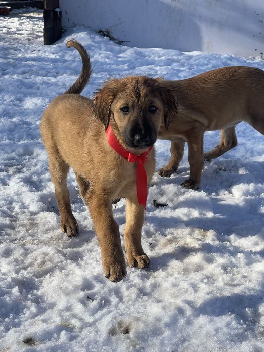 Продам тазы(девочка микс)