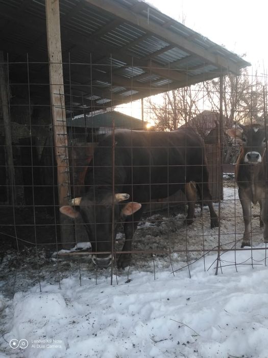 Продам быка быка