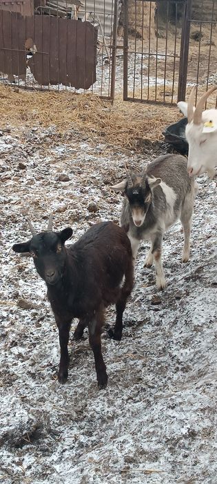 Продам молодых коз