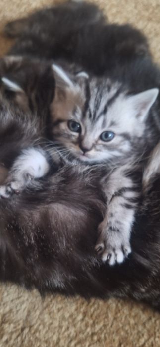 Котятки шотландские