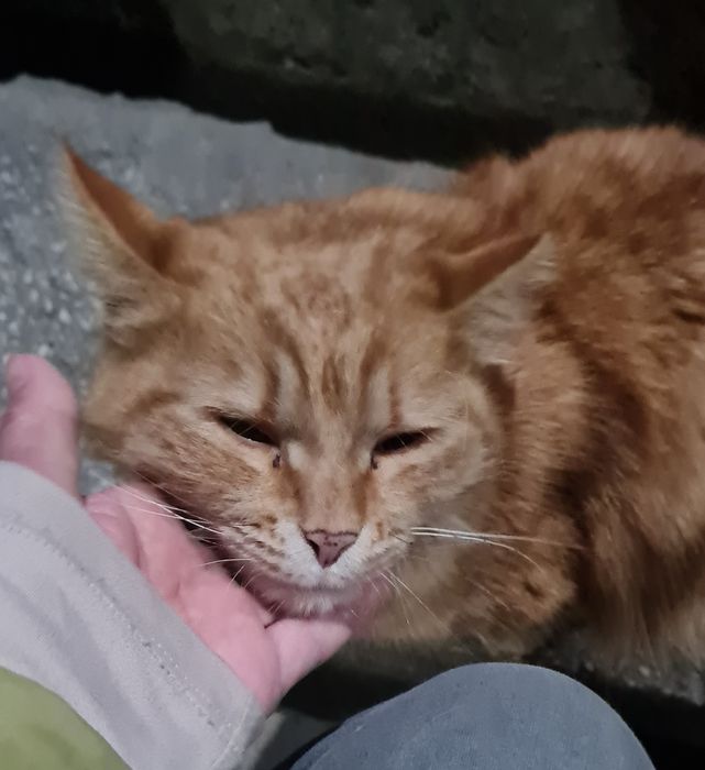 Отдам в добрые руки кошечку