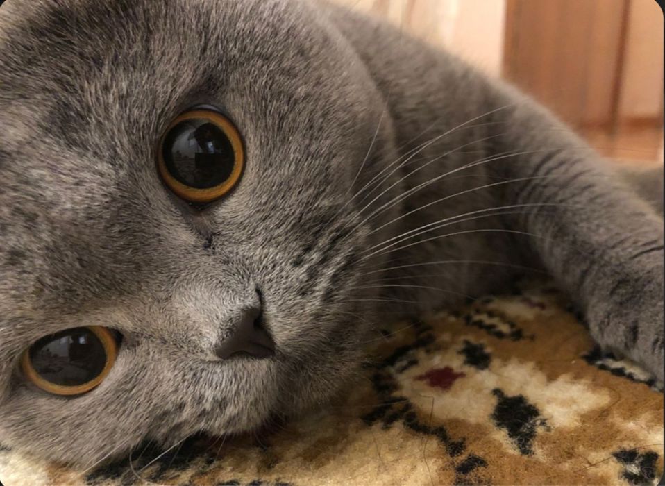 Меҳрибон ва зўр зотли скотиш мушук сотилади”