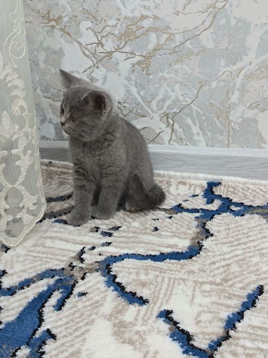 Скотш страйт 3ойлик (тоза парода