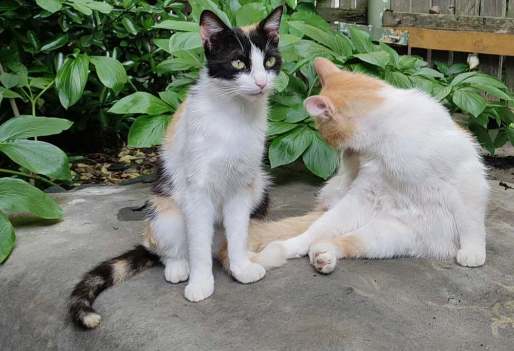 Ofer pt adopție pisica