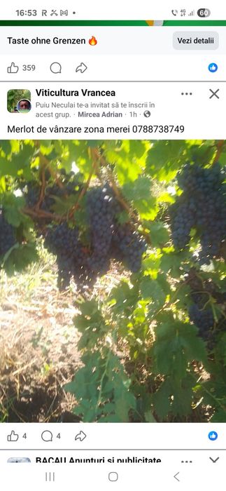 Struguri pentru vin