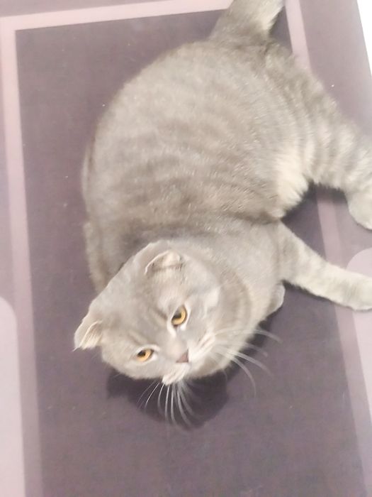 Продам кота веслоухи