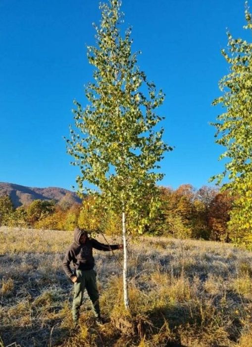 Copaci ornamentali mesteacăn Tei