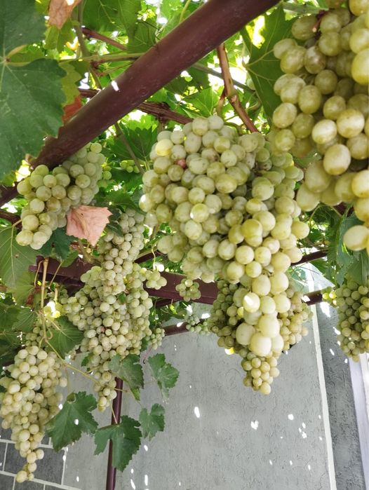 Продам виноград ! Очень вкусный