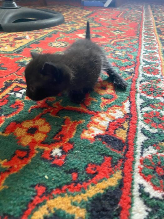Отдам котят в хорошие руки