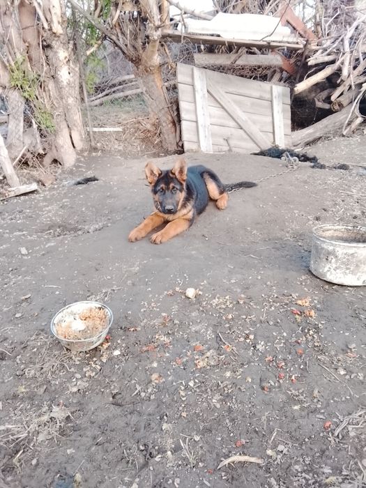 Таза канды неміс