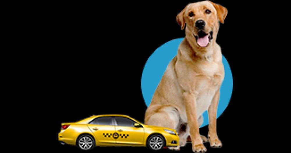 ЗООТАКСИ-везем с любовью