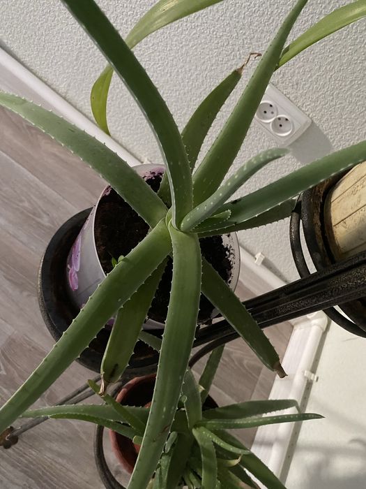 Цветы домашние Доллар , алое вера