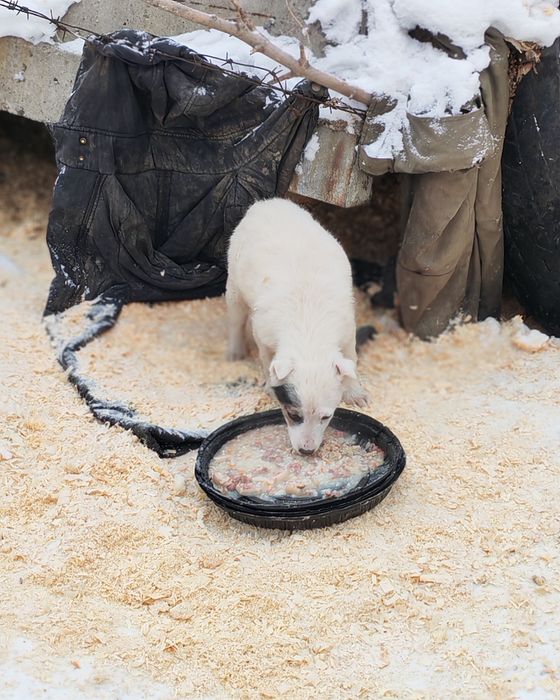 Щенку очень нужен дом!
