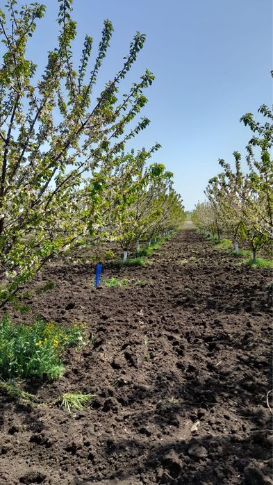 Продава се Земеделски имот в с. Поляново, Област Бургас -  кв.м за 153 €/дка - Снимка #6