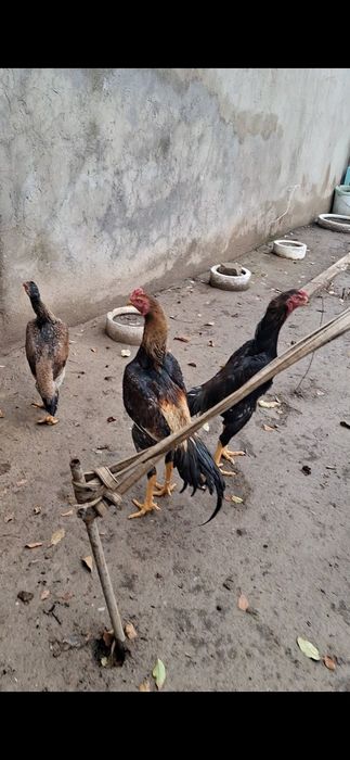 Дакан, бойцов...