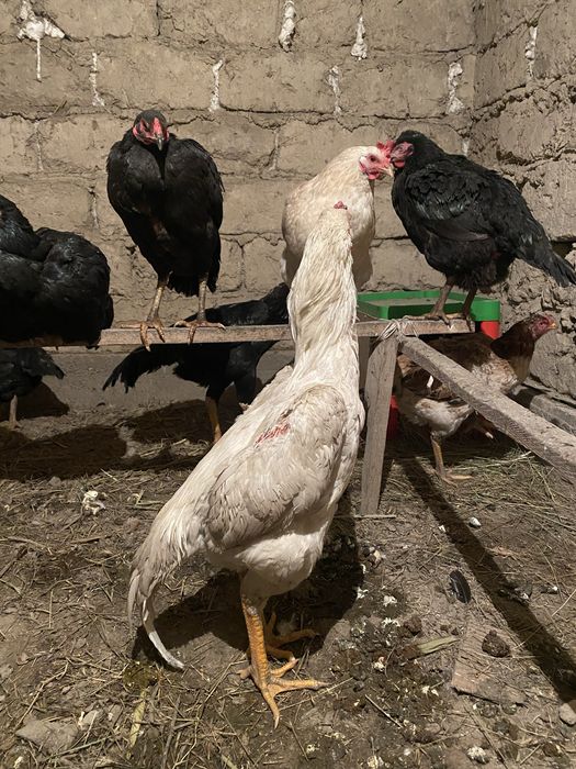 Дакан шөже сатылады