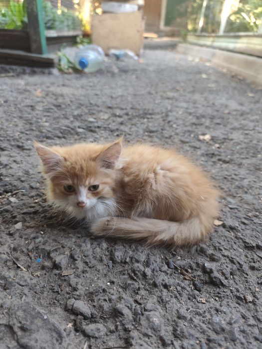 Маленькие Котики ищут дом