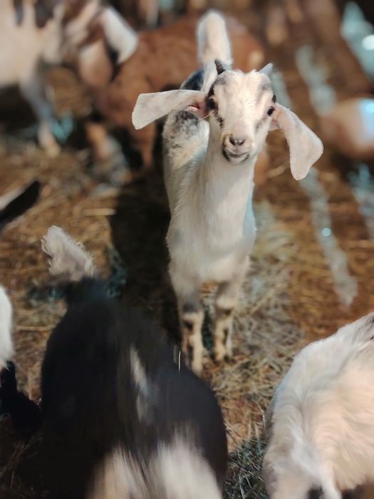 Продам Козлики от молочных коз