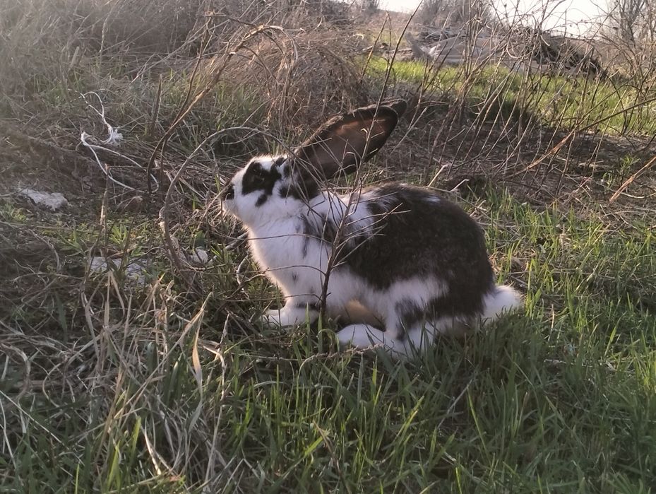 Пародистые кролики