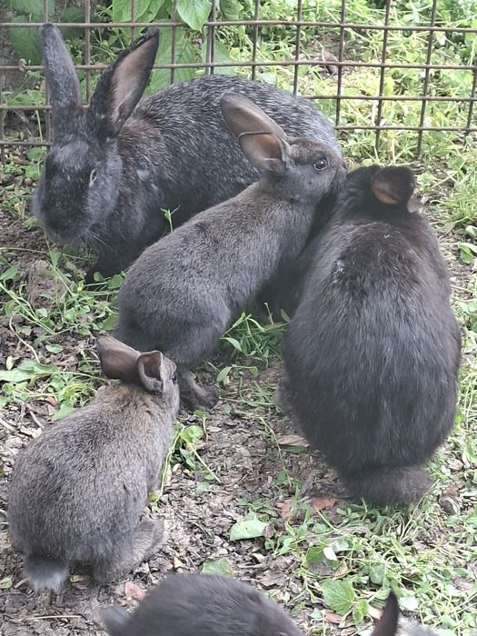 Продаются крольчата 7шт