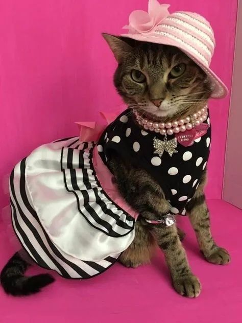 Продаются котята