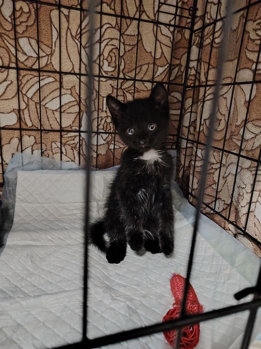 Пристраиваются девочка примерно 2 месяца