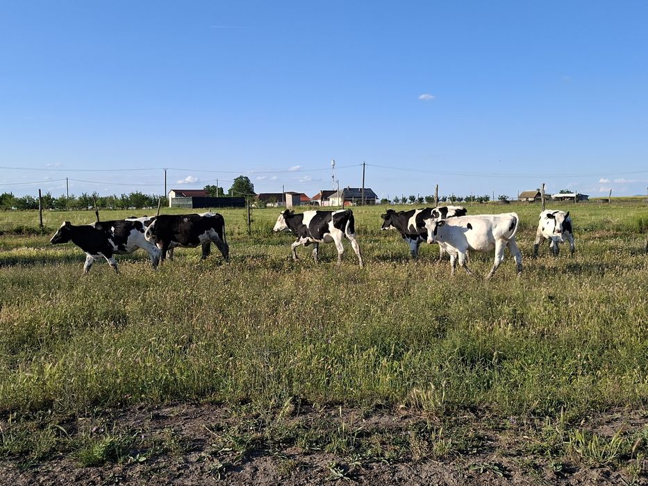 Vițele Holstein de vânzare
