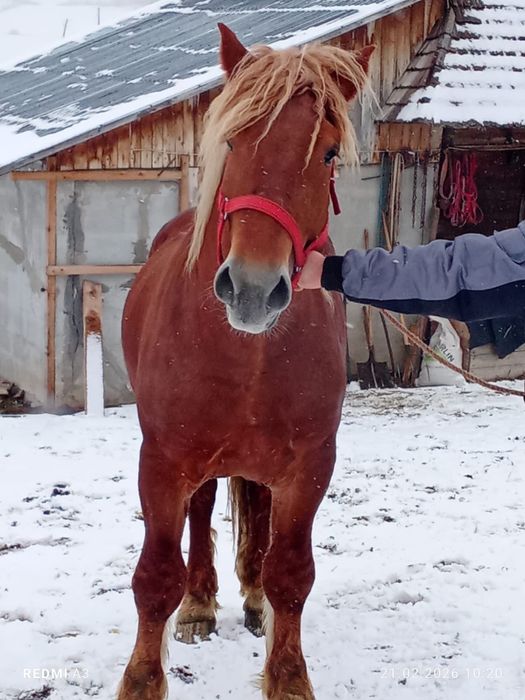 Manz pentru pretentiosi !