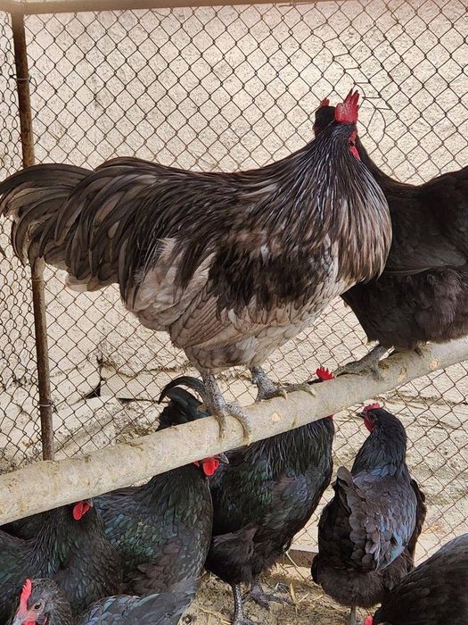 Austrolop (Ruminiya liniya) tovuqlar sotiladi