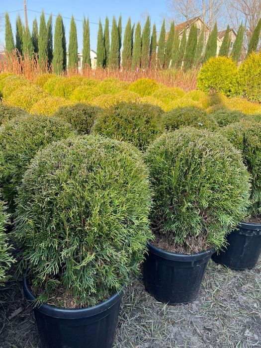 Туя смарагд туя шар