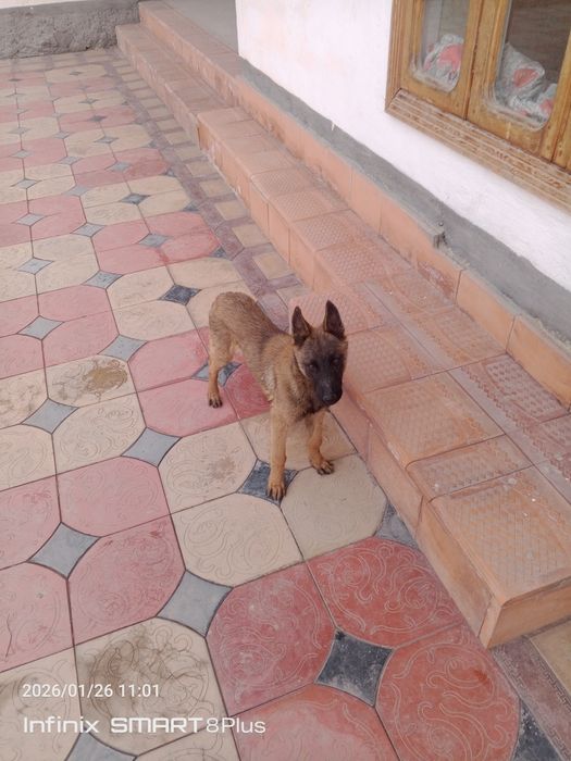 Apcharka it sotiladi
