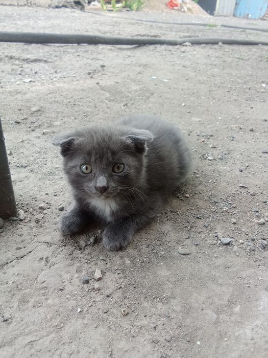 Отдам в хорошие руки котят