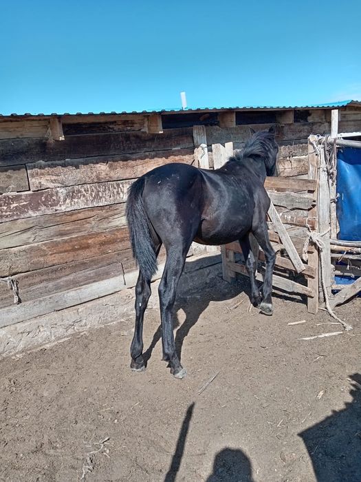 АнглоАраб және карачай  шатыс,   мінгі.