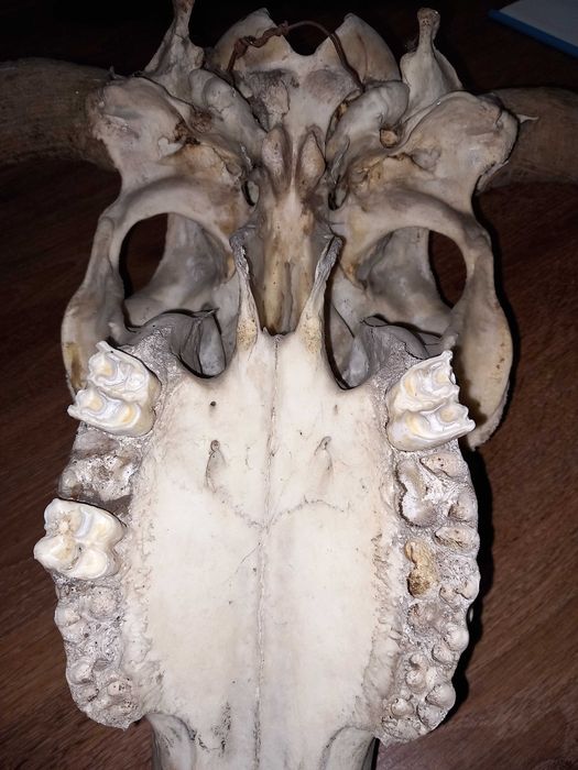 Craniu Trofeu Autentic,Taur, Bivol,Dimensiuni Mari