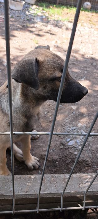 Donez o cățelușa cu carnet de sanatate