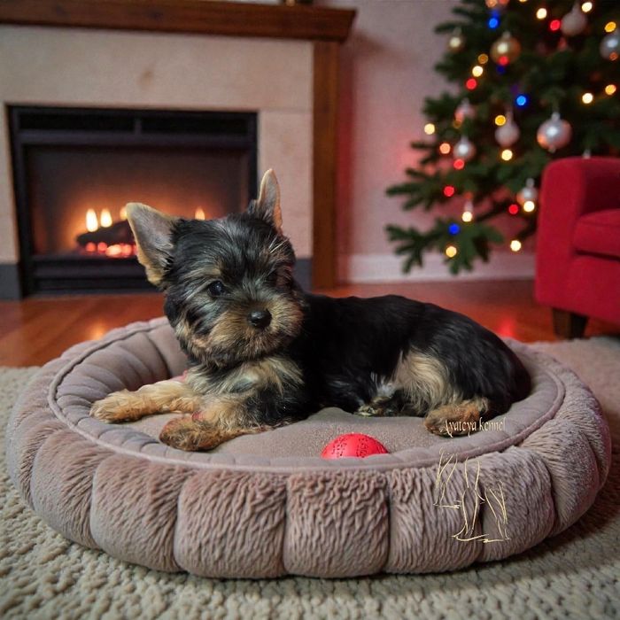 Йоркширски териер-момче