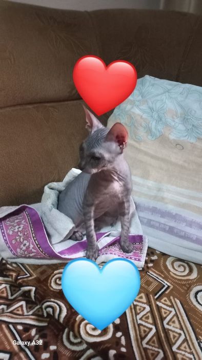 Котёнок девочка Донской сфинкс.