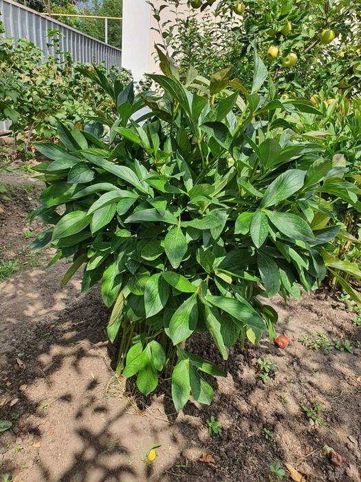 Корни пионов для пересадки