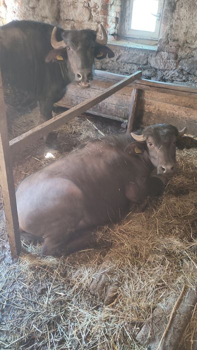 Bivolițe de vanzare