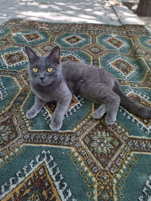 Отдам даром кота