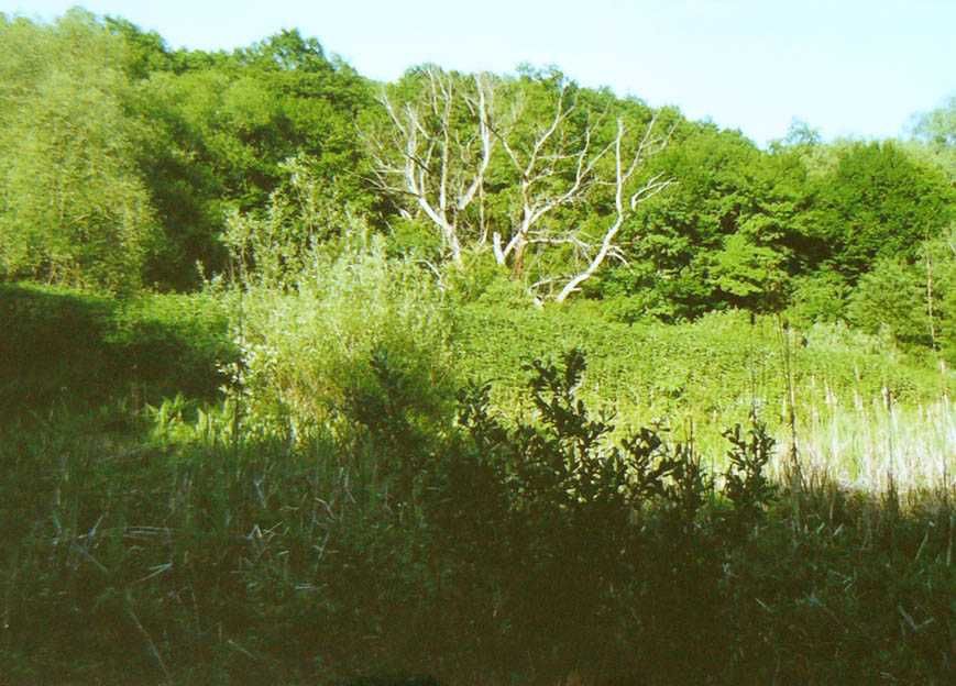 Имот,подходящ за ваканционно селище,имение с езеро,рибарници.