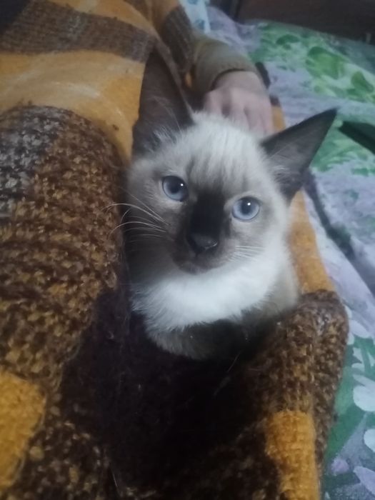 Отдам в надёжные руки котят. Две девочки