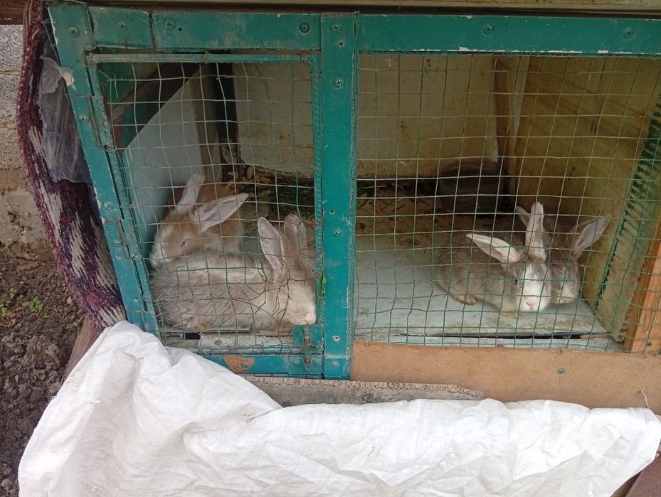 Куйон болари сотилади отаси барон